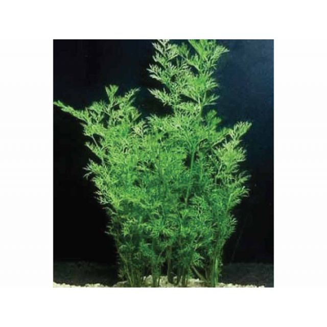 Ceratopteris thalictroides