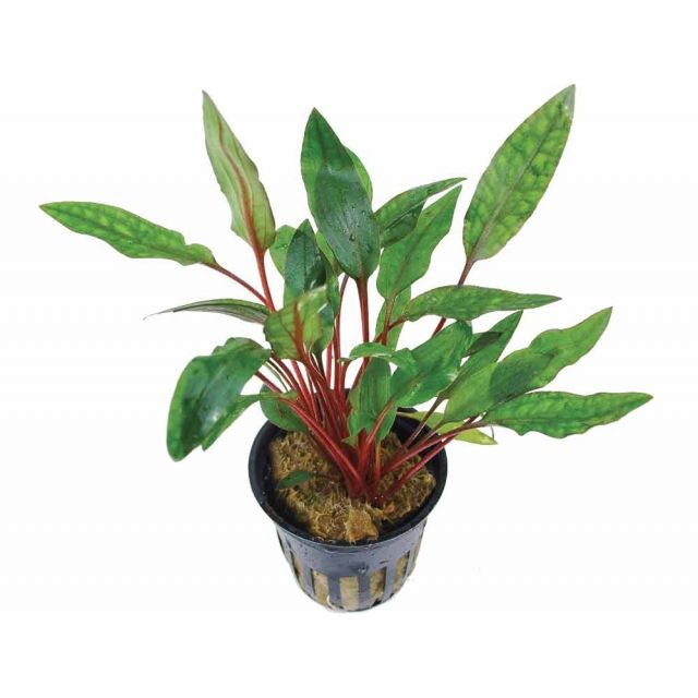 Cryptocoryne beckettii