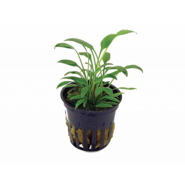 Cryptocoryne nevilli