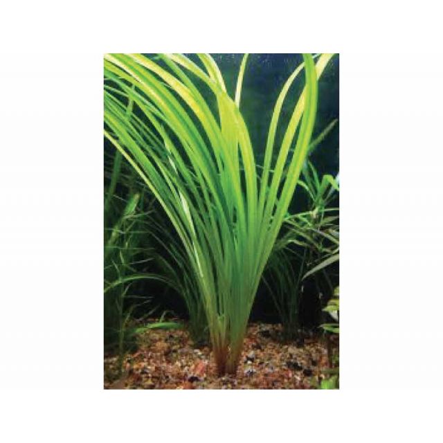Cyperus helferi