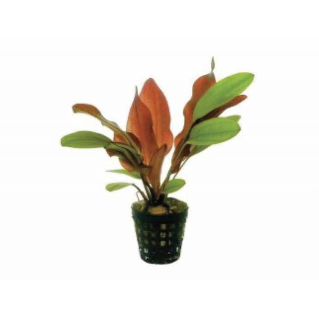 Echinodorus sp.Fuego