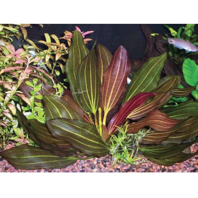 Echinodorus sp. Rosè