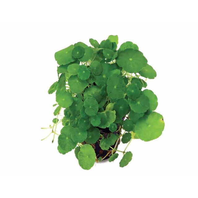 Hydrocotyle verticillata