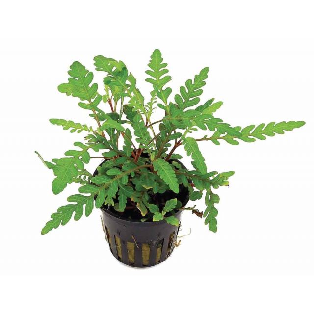 Hygrophila pinnatifida