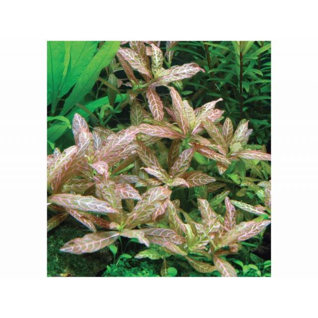 Hygrophila polysperma " Rosanervig"