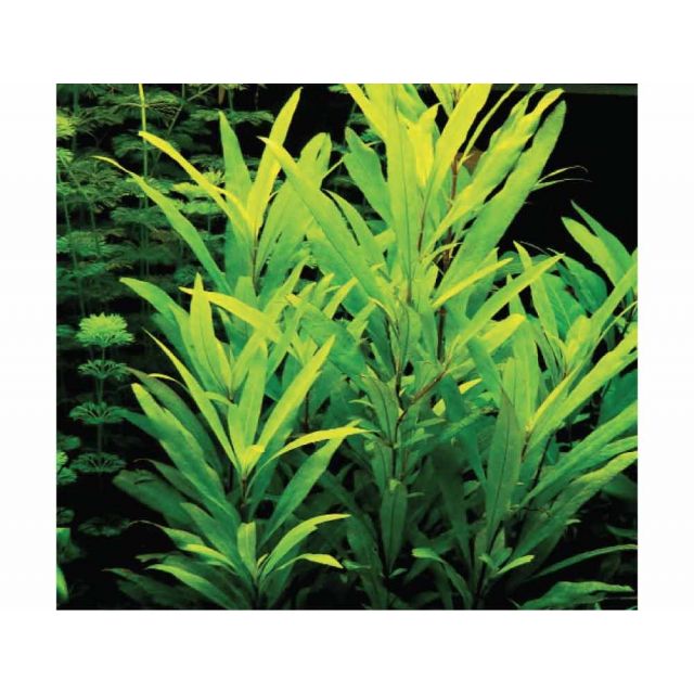 Hygrophila corymbosa Siamensis