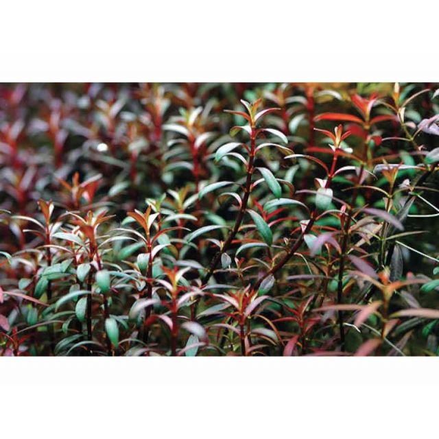 Ludwigia arcuata
