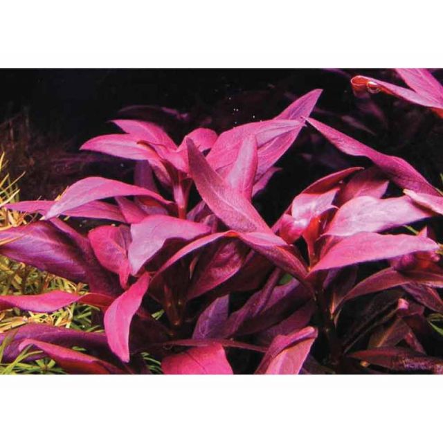 Ludwigia palustris super red