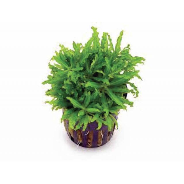 Pogostemon helferi