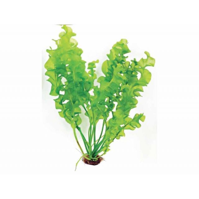 Aponogeton ulvaceus