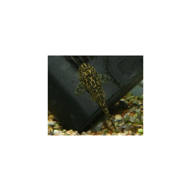 Parotocinclus sp. Pernambucco