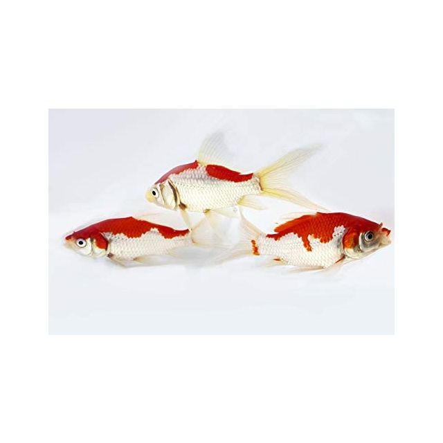 Sarasa red & white 4-6cm