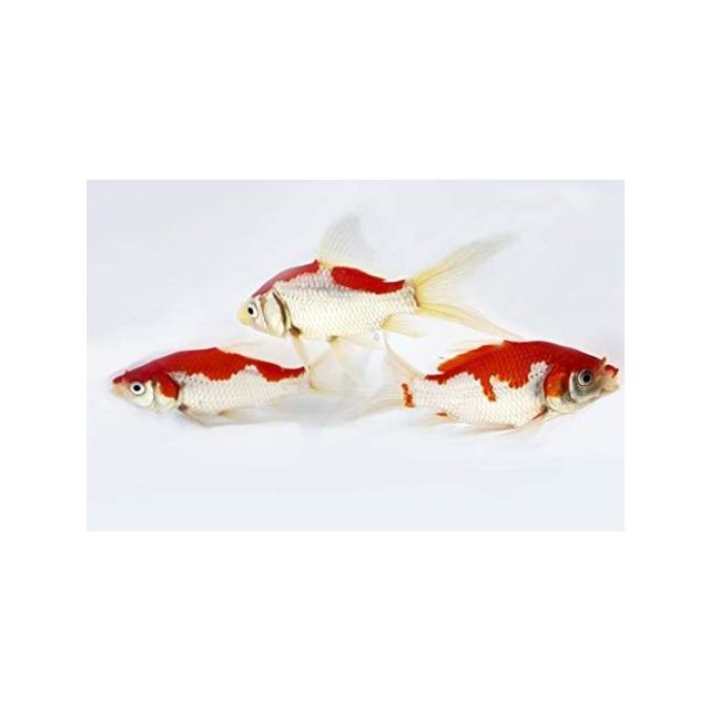 Sarasa red & white 10-12cm
