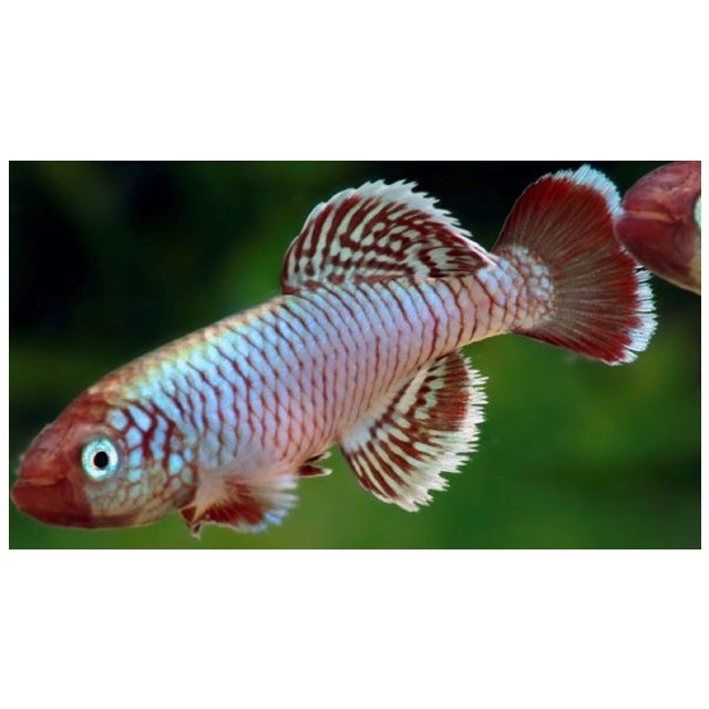 COPPIA Nothobranchius eggersi kibiti-utete