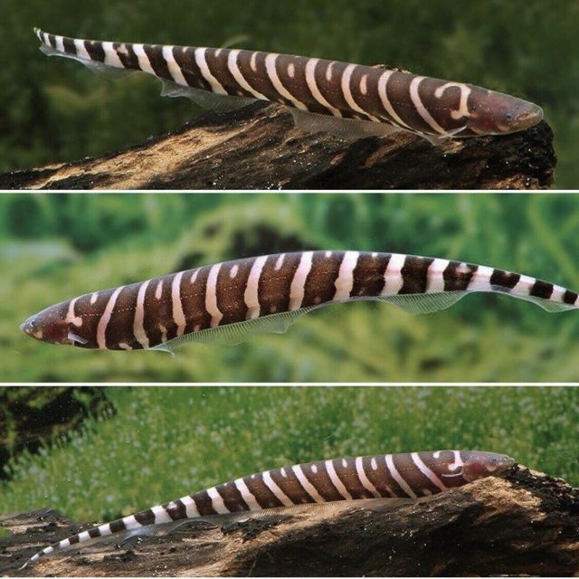 Gymnotus stenoleucus 12-16cm