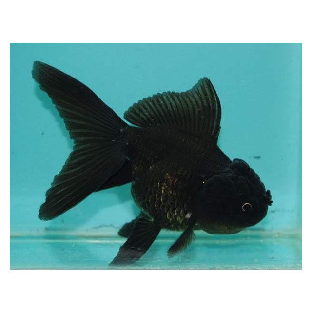 Oranda Black 5-6cm