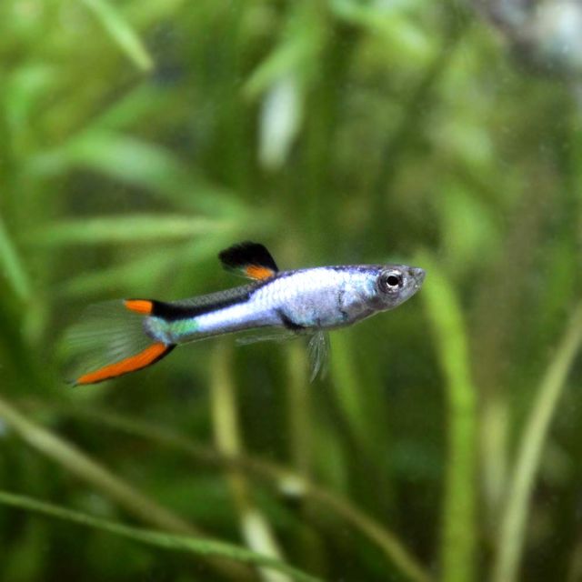 COPPIA Guppy Endler Silverado