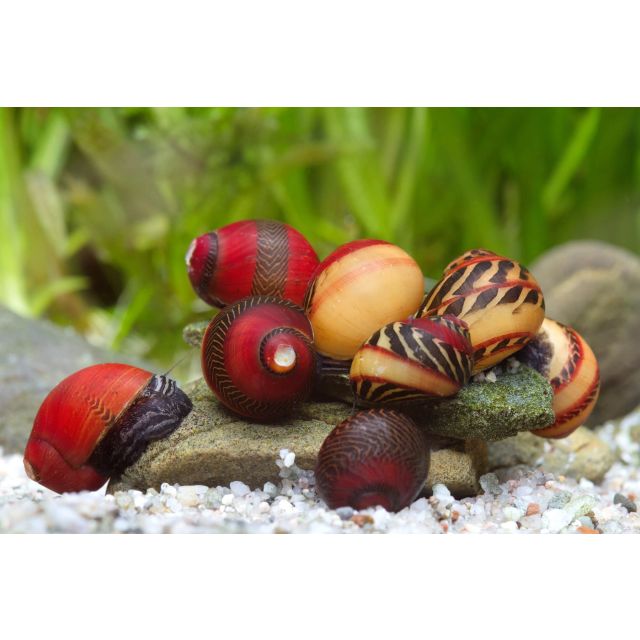 Neritina waigiensis SMALL 