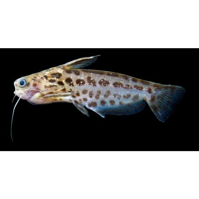 Trachelyichthys Decaradiatus