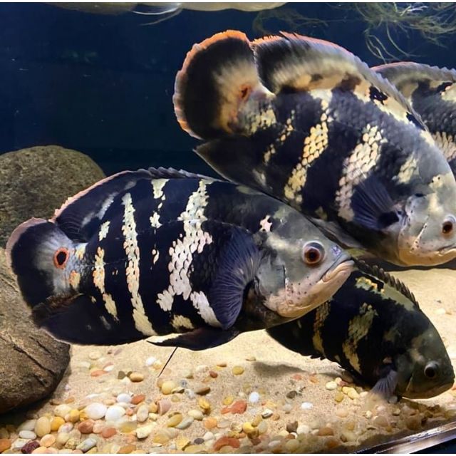 Astronotus Crassipinnis 4-6cm