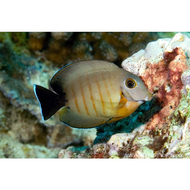 Acanthurus Tristis 5/6cm
