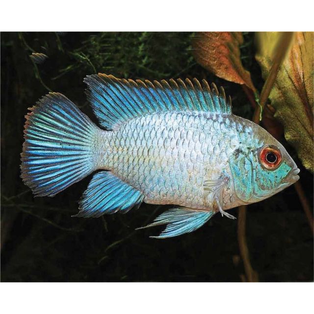 Andinoacara pulcher neon blue 3-4cm