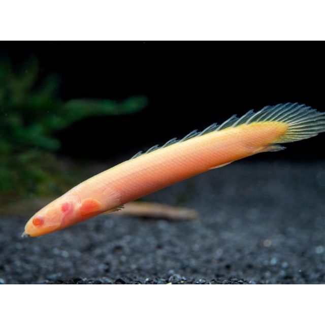 Polypterus senegalensis albino 8-10cm