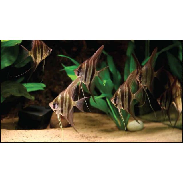 Scalare altum F1 RIO ORINOCO 3 cm diametro corpo