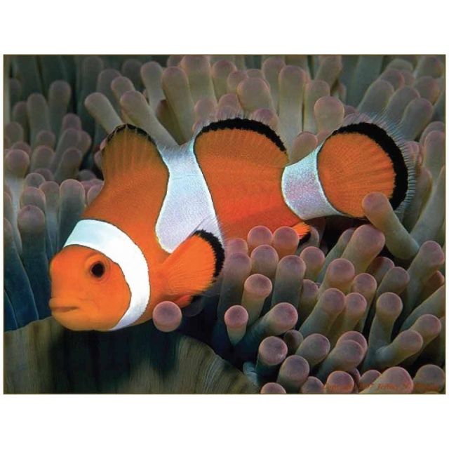 Amphiprion ocellaris 3-5cm