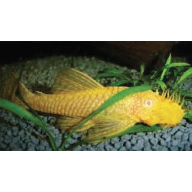 Ancistrus Gold 3-5cm