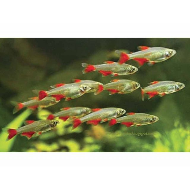 Aphyocharax anisitzi 3/4cm