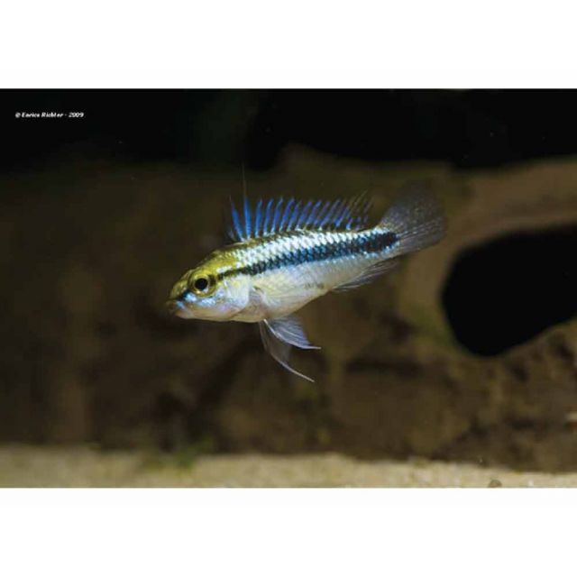 COPPIA Apistogramma Trifasciata 4/5cm