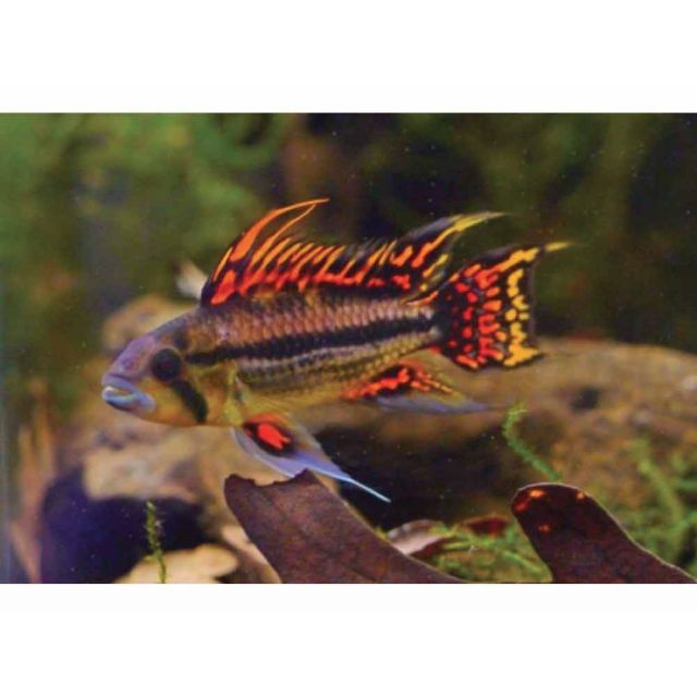 COPPIA Apistogramma Cacatuoides Double Mega Red 4-5cm