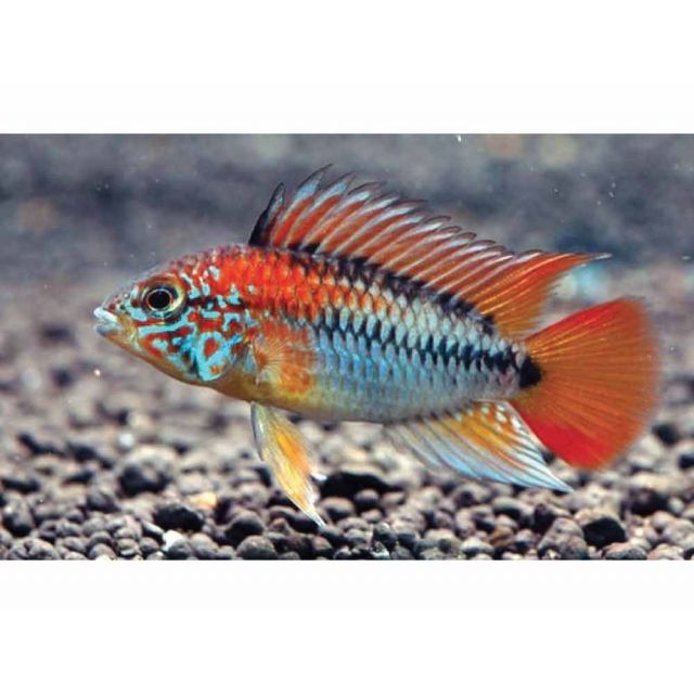 COPPIA Apistogramma Macmasteri 4-5cm