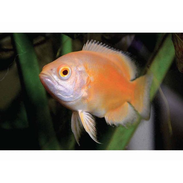 Astronotus occellatus albino Red 3-4cm