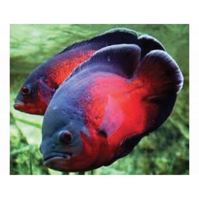 Astronotus occellatus Red 3-4cm