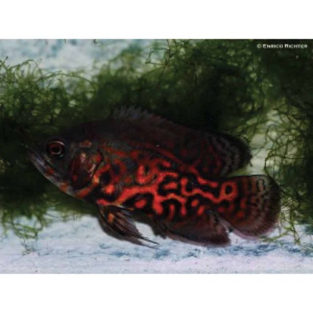 Astronotus red tiger 3-4cm