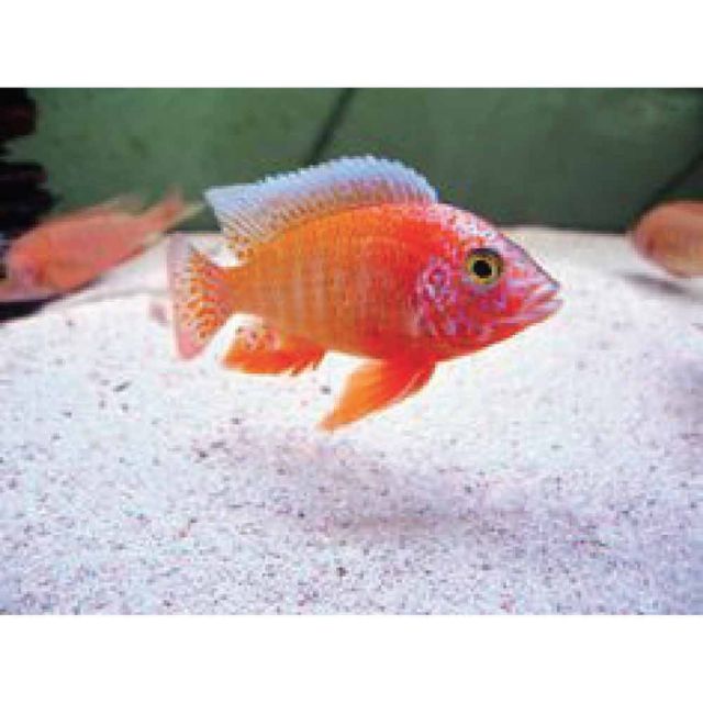 Aulonocara firefish 6-7cm