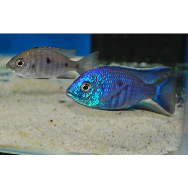 COPPIA Copadichromis azureus 7-8cm