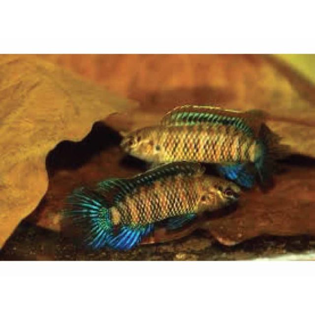 Badis Badis  2/3cm