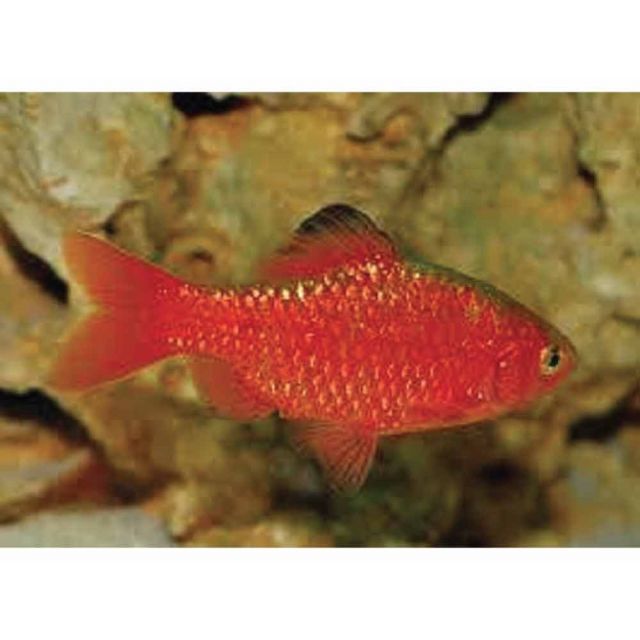 Barbus Conchonius super red pinne a velo