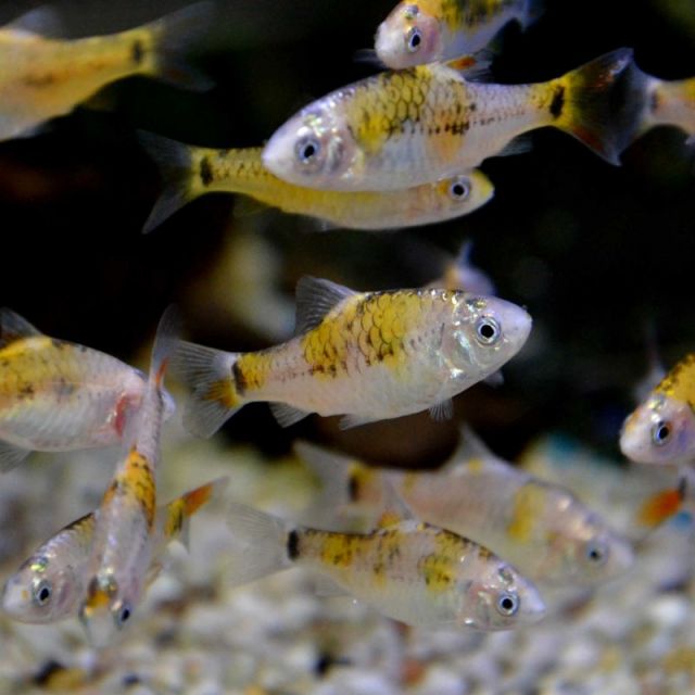 Barbus Schuberti KOI