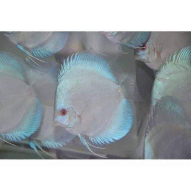 Discus Blue Diamond 7/8cm