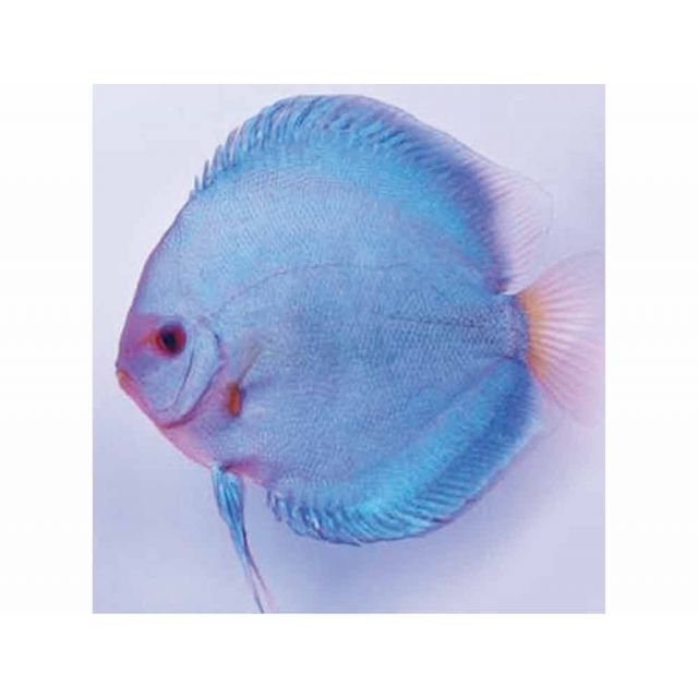 Discus Blue Diamond 4/6cm