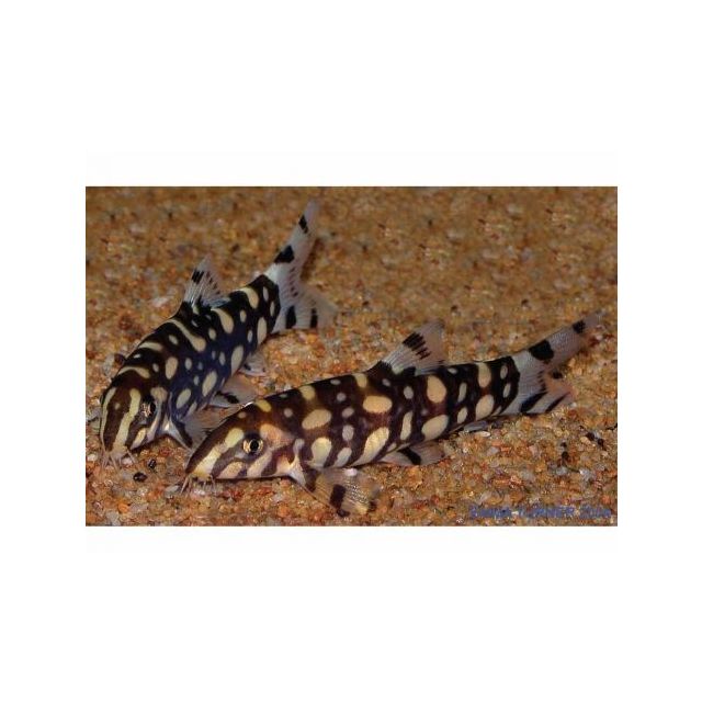 Botia Kubotai 3-4cm
