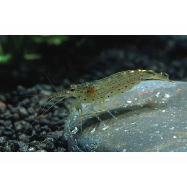 Caridina Multidentata "japonica" TG M-L 3cm