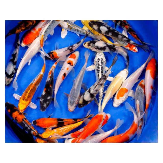 Carpa Koi 10/12cm Colori Assortiti