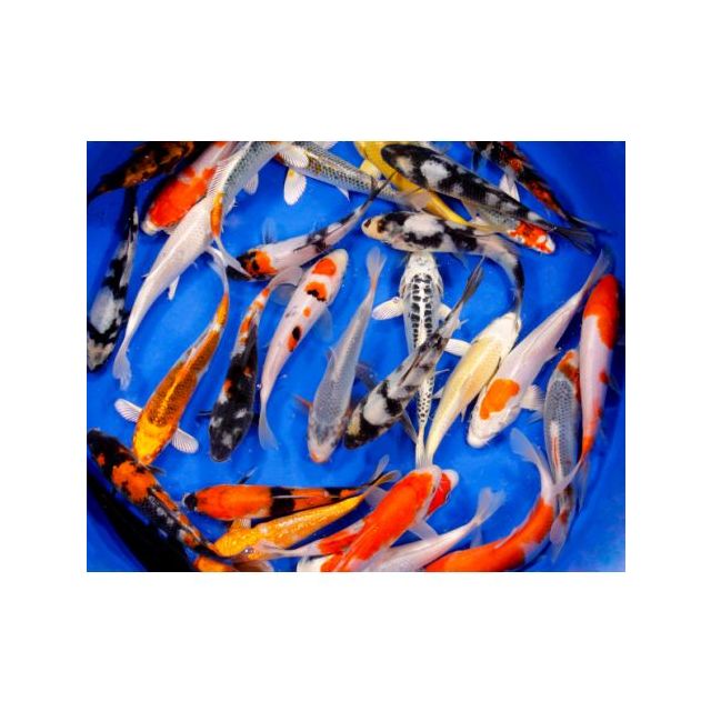 Carpa Koi 7/9cm Colori Assortiti