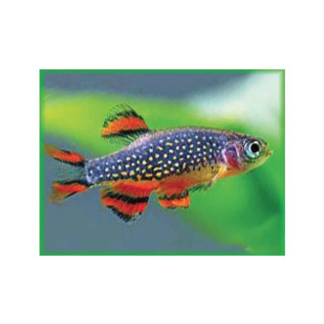 Celestichthys Margaritatus - Rasbora Galaxy 2/2,5cm 