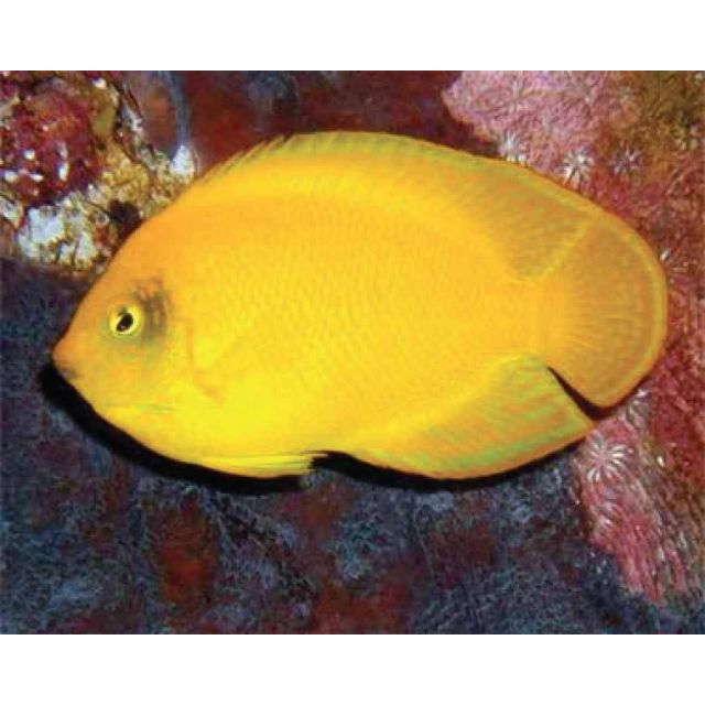 centropyge heraldi